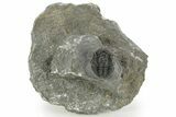 Curled Proetid (Gerastos) Trilobite Fossil - Morocco #377264-2